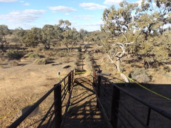 341xshearing_shed_race_to_yards_dscf3543.jpg