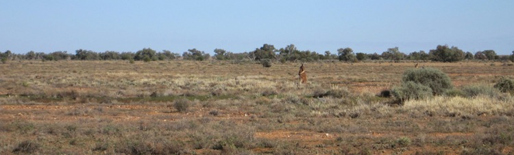 750xbanner_kangaroos_img_5042.jpg