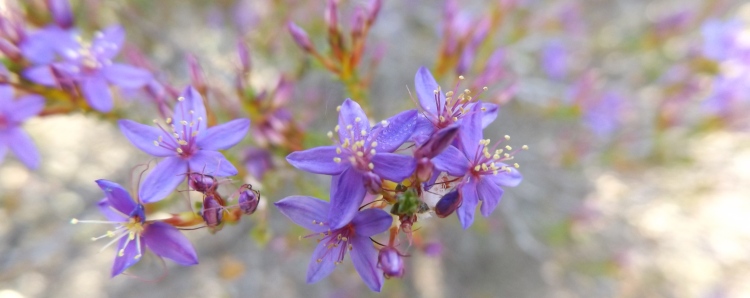 750xbannerwildflowerdscf8198.jpg