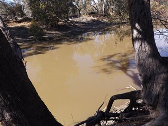 341_barwon_river_at_post_dscf4200.jpg