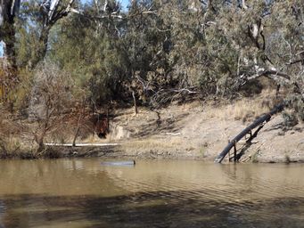 341_pumping_from_barwon_river_dscf4225s.jpg