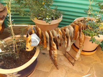 341_quilpie_sheep_dscf4002.jpg