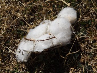 341_roadside_cotton_dscf6223.jpg