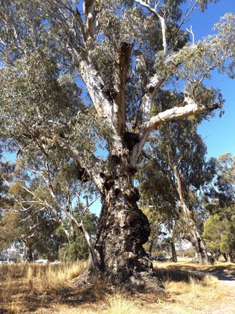 455_tree_at_mungindi_dscf4233s.jpg