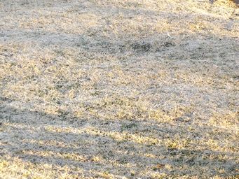 341_a_touch_of_frost_dscf5874.jpg