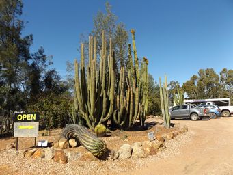 341_cactus_garden_dscf4257_-_copy.jpg
