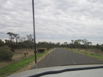 341_cattle_grazing_pilliga_road_img_5257c.jpg