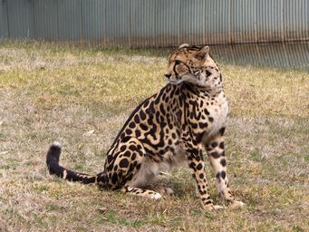 341_cheetah_dscf5401.jpg