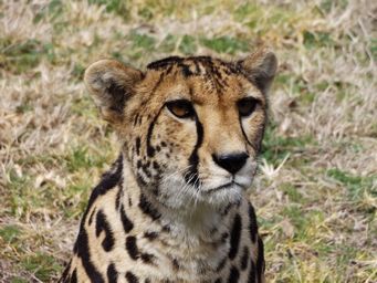 341_cheetah_dscf5411.jpg