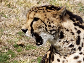 341_cheetah_dscf5413.jpg
