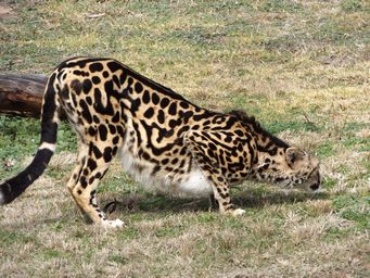 341_cheetah_dscf5425.jpg
