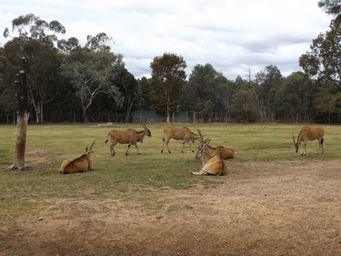 341_common_eland_dscf5362.jpg