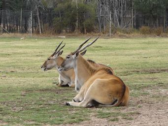 341_common_eland_dscf5369c.jpg