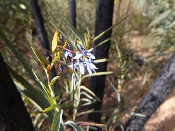 341_dianella_sandstone_caves_dscf4666a.jpg