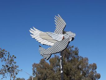 341_galah_dscf5045.jpg