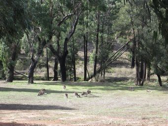 341_kangaroos_img_5331.jpg