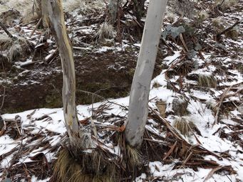 341_mount_canobolas_snow_dscf5703c.jpg