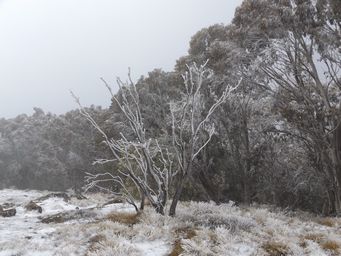 341_mount_canobolas_snow_dscf5726.jpg