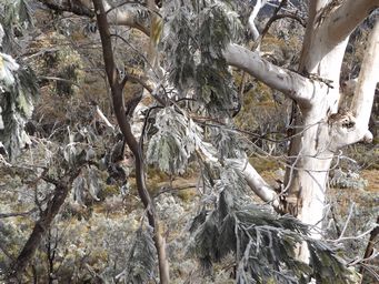 341_mount_canobolas_snow_dscf5754.jpg