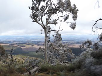 341_mount_canobolas_vista_dscf5758.jpg