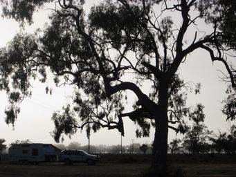 341_pilliga_morning_mist_img_5265.jpg