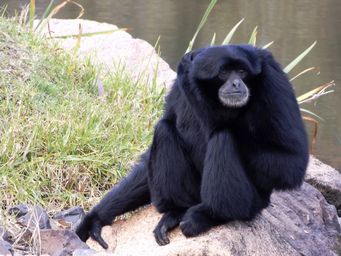 341_siamang_dscf5560.jpg