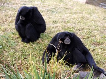 341_siamang_dscf5564.jpg