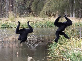 341_siamang_dscf5572.jpg