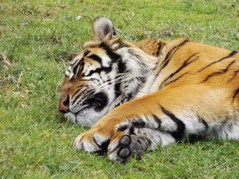341_sumatran_tiger_dscf5510.jpg