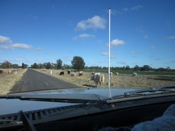 341_the_long_paddock_img_5366.jpg