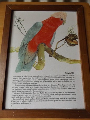 455_galah_dscf5034.jpg