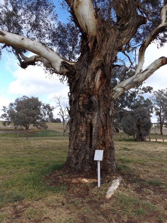 455_yuranighs_grave_dscf5678s.jpg