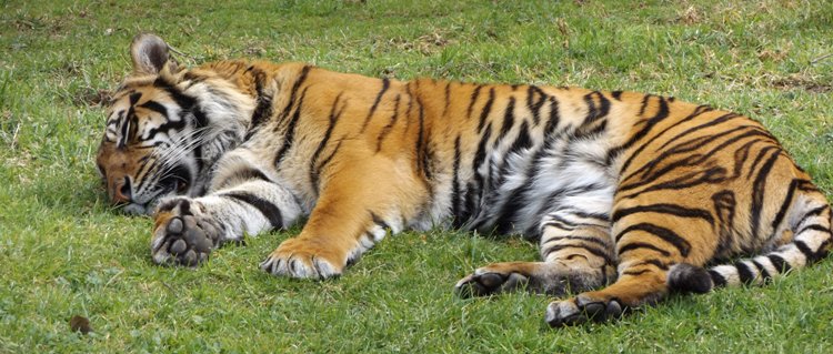 750_banner_sumatran_tiger_dscf5504.jpg