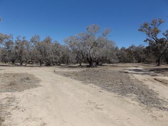341_barwon_river_flats_walgett_dscf6348.jpg