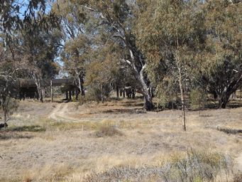 341_barwon_river_flats_walgett_dscf6353.jpg