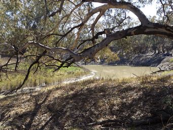 341_barwon_river_walgett_dscf6350.jpg