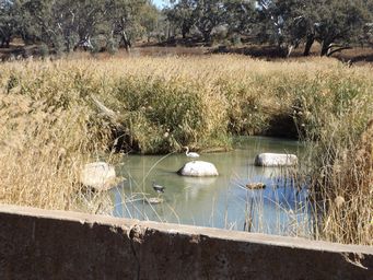 341_birds_at_brewarrina_weir_dscf6386.jpg