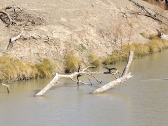 341_birds_on_darling_dscf6494.jpg