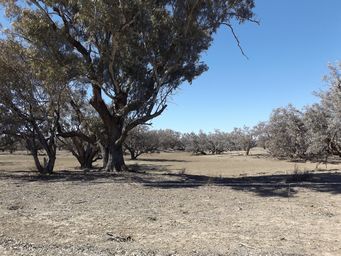 341_bogan_river_dscf6406.jpg
