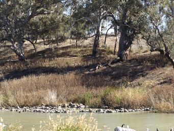 341_brewarrina_fish_traps_dscf6385.jpg
