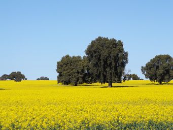 341_canola_dscf6101.jpg