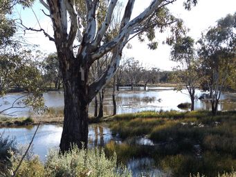 341_gum_bend_lake_overflow_dscf6162.jpg