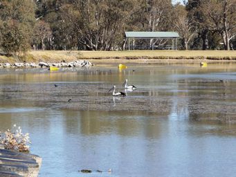 341_gum_bend_lake_pelicans_dscf6059.jpg