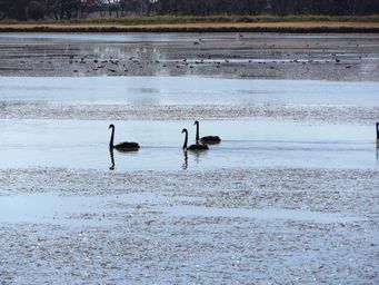 341_gum_bend_lake_swans_dscf6076.jpg