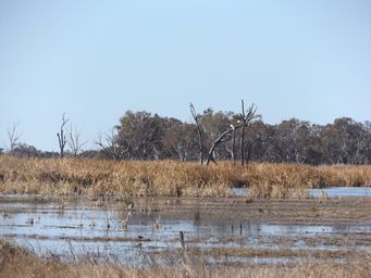 341_macquarie_marshes_dscf6305.jpg