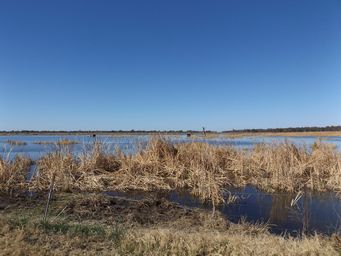 341_macquarie_marshes_dscf6315.jpg
