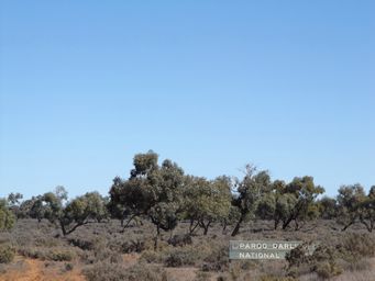 341_paroo_darling_national_park_dscf6759a.jpg