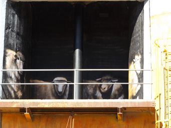 341_weethalle_silos_sheep_close_up_dscf6131.jpg
