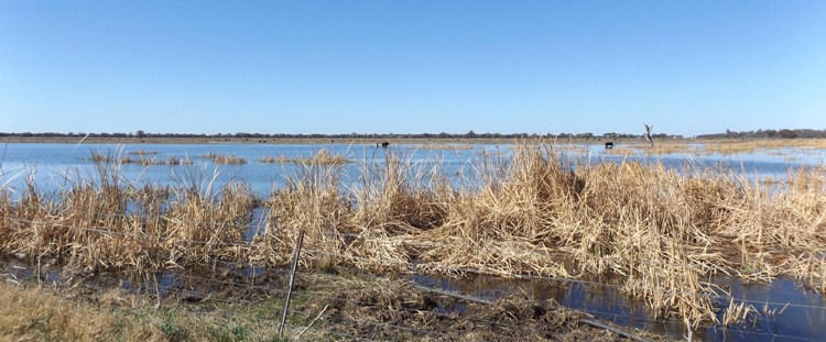 750_banner_macquarie_marshes_dscf6317.jpg