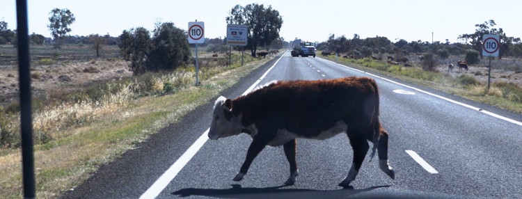 750_banner_the_long_paddock_dscf6345.jpg